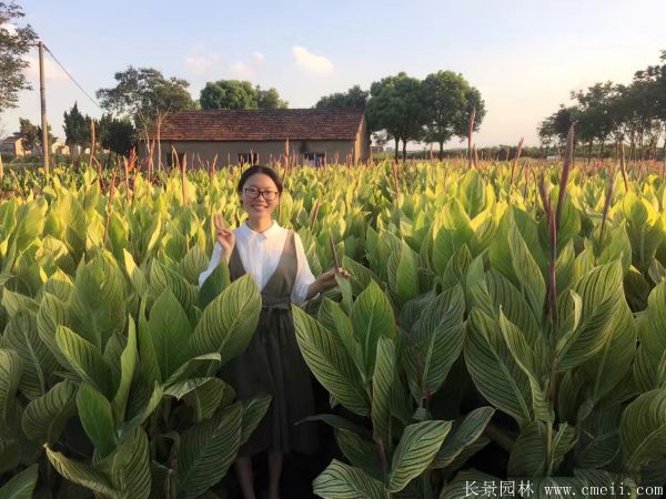 大花美人蕉基地实拍图片 大花美人蕉基地实拍图片