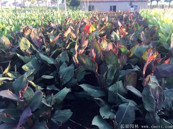 大花美人蕉基地实拍图片 大花美人蕉基地实拍图片