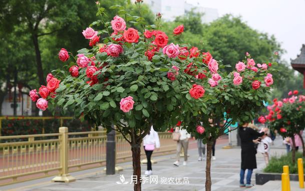 保证这两个条件,80%的花卉都能养的住(图1) 保证这两个条件,80%的花卉都能养的住(图1)