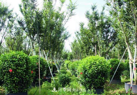 苗木容器苗比地栽苗、裸根苗、假植苗有哪些优势?(图1) 苗木容器苗比地栽苗、裸根苗、假植苗有哪些优势?(图1)