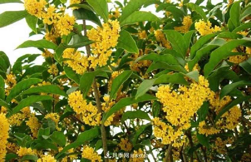 桂花香气浓郁,但繁殖难?掌握四种方法,明年桂花开满园(图3) 桂花香气浓郁,但繁殖难?掌握四种方法,明年桂花开满园(图3)