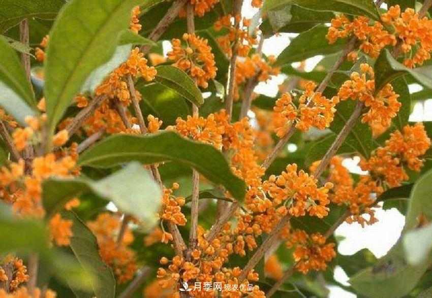 桂花香气浓郁,但繁殖难?掌握四种方法,明年桂花开满园(图7) 桂花香气浓郁,但繁殖难?掌握四种方法,明年桂花开满园(图7)
