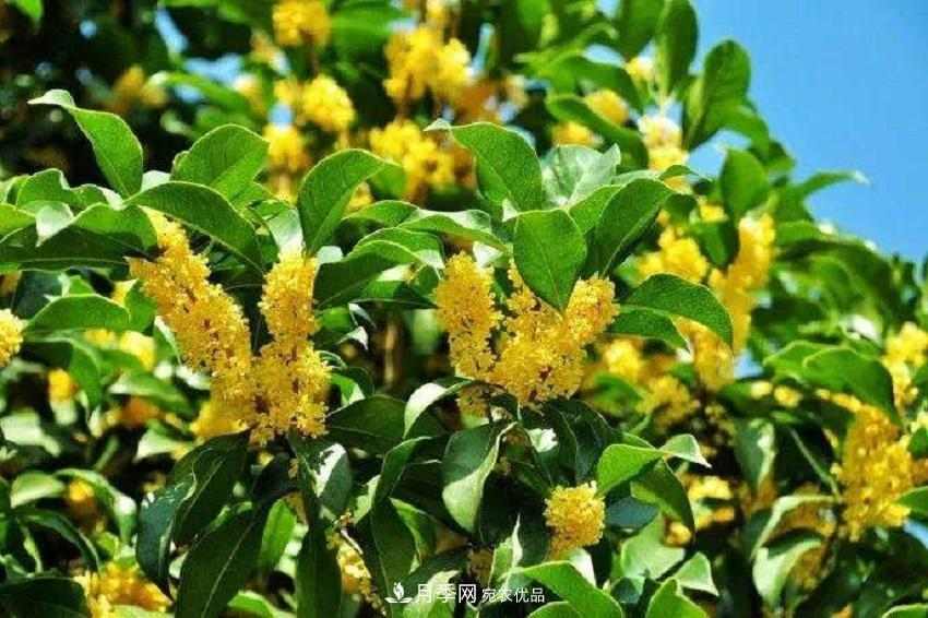 桂花香气浓郁,但繁殖难?掌握四种方法,明年桂花开满园(图4) 桂花香气浓郁,但繁殖难?掌握四种方法,明年桂花开满园(图4)