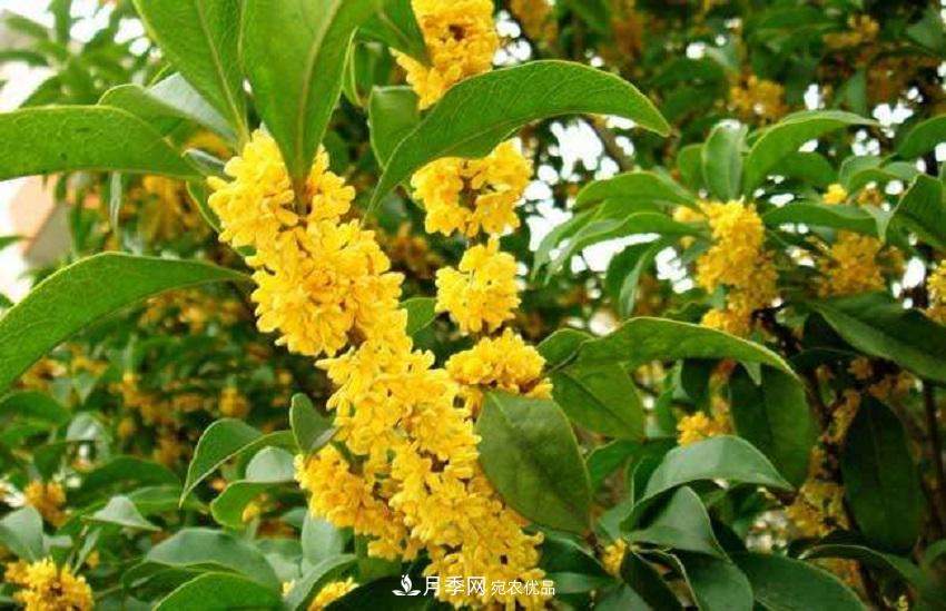 桂花香气浓郁,但繁殖难?掌握四种方法,明年桂花开满园(图6) 桂花香气浓郁,但繁殖难?掌握四种方法,明年桂花开满园(图6)