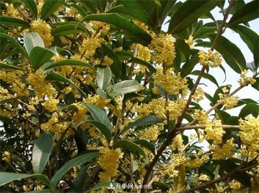 桂花香气浓郁,但繁殖难?掌握四种方法,明年桂花开满园(图1) 桂花香气浓郁,但繁殖难?掌握四种方法,明年桂花开满园(图1)
