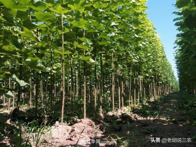 楸树价格看涨,市价已经达到3800元/立方,楸木为啥这么贵?(图1) 楸树价格看涨,市价已经达到3800元/立方,楸木为啥这么贵?(图1)