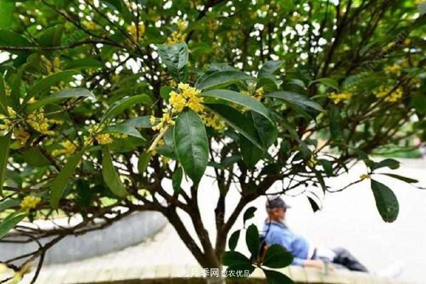 桂花香气浓郁,但繁殖难?掌握四种方法,明年桂花开满园(图2) 桂花香气浓郁,但繁殖难?掌握四种方法,明年桂花开满园(图2)
