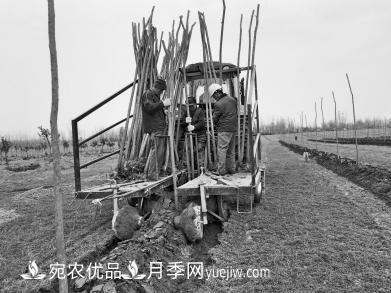 种苗木真牛!河南老乡研制种树机一天种下6000株(图1) 种苗木真牛!河南老乡研制种树机一天种下6000株(图1)