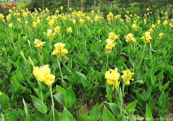 美人蕉图片基地实拍 美人蕉图片基地实拍