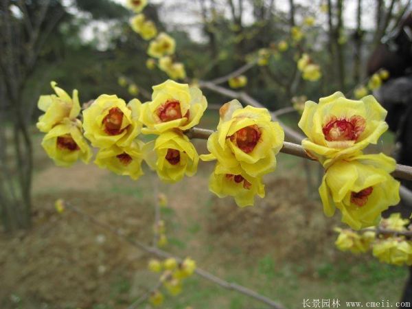 腊梅图片基地实拍 腊梅图片基地实拍