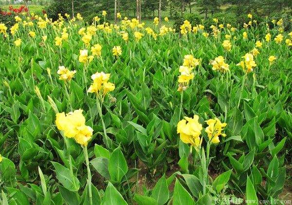 美人蕉图片基地实拍 美人蕉图片基地实拍