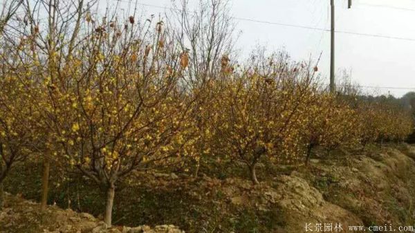 腊梅图片基地实拍 腊梅图片基地实拍