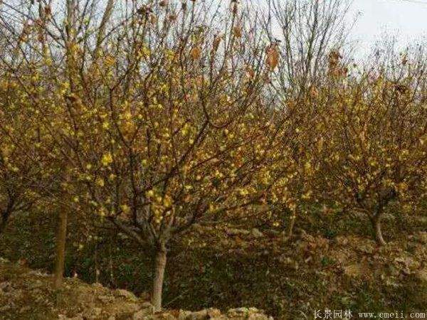 腊梅图片基地实拍 腊梅图片基地实拍
