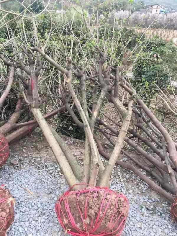 腊梅图片基地实拍 腊梅图片基地实拍