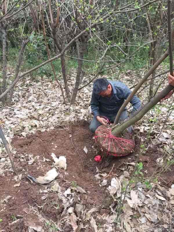 腊梅图片基地实拍 腊梅图片基地实拍