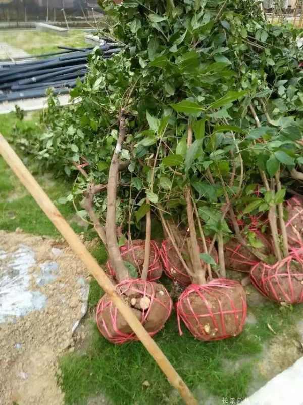 腊梅图片基地实拍 腊梅图片基地实拍