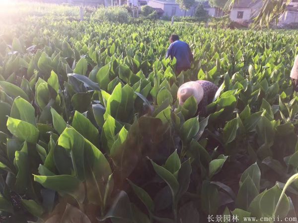 美人蕉图片基地实拍 美人蕉图片基地实拍