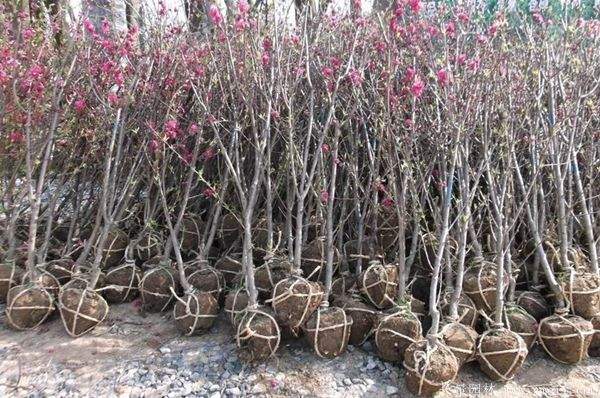 腊梅图片基地实拍 腊梅图片基地实拍