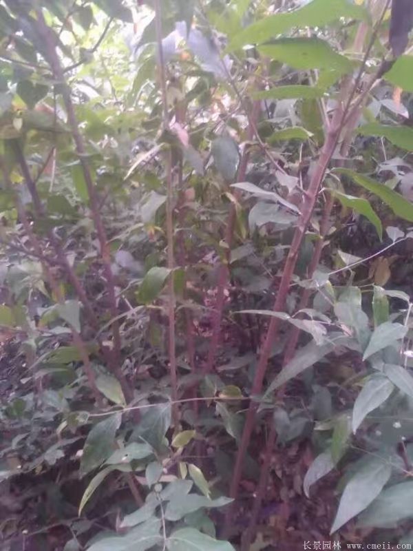 腊梅图片基地实拍 腊梅图片基地实拍