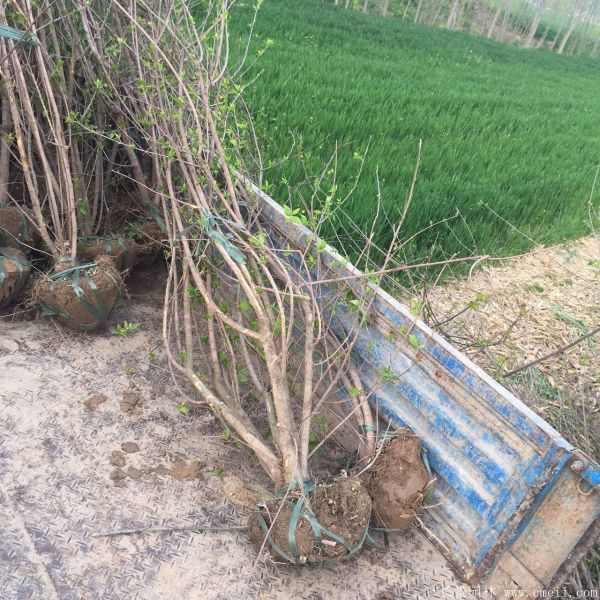腊梅图片基地实拍 腊梅图片基地实拍