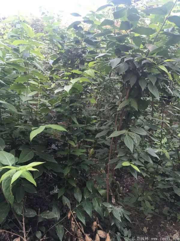 腊梅图片基地实拍 腊梅图片基地实拍