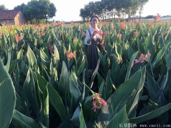 美人蕉图片基地实拍 美人蕉图片基地实拍