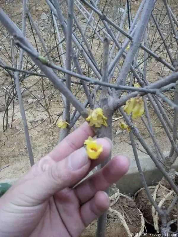 腊梅图片基地实拍 腊梅图片基地实拍