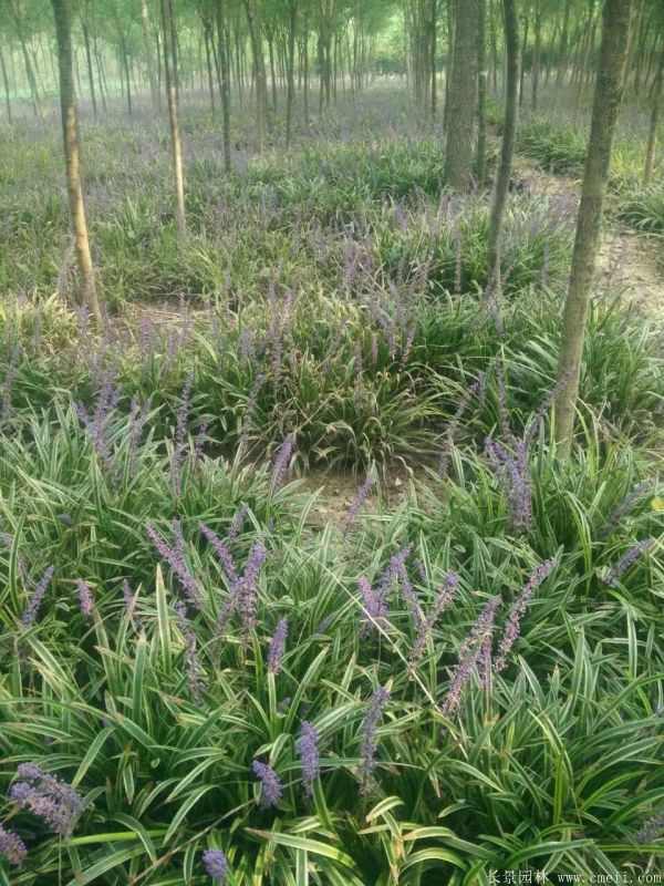 金边麦冬草基地实拍图片