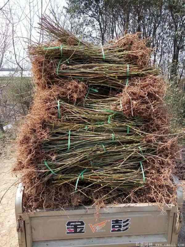 连翘图片基地实拍 连翘图片基地实拍
