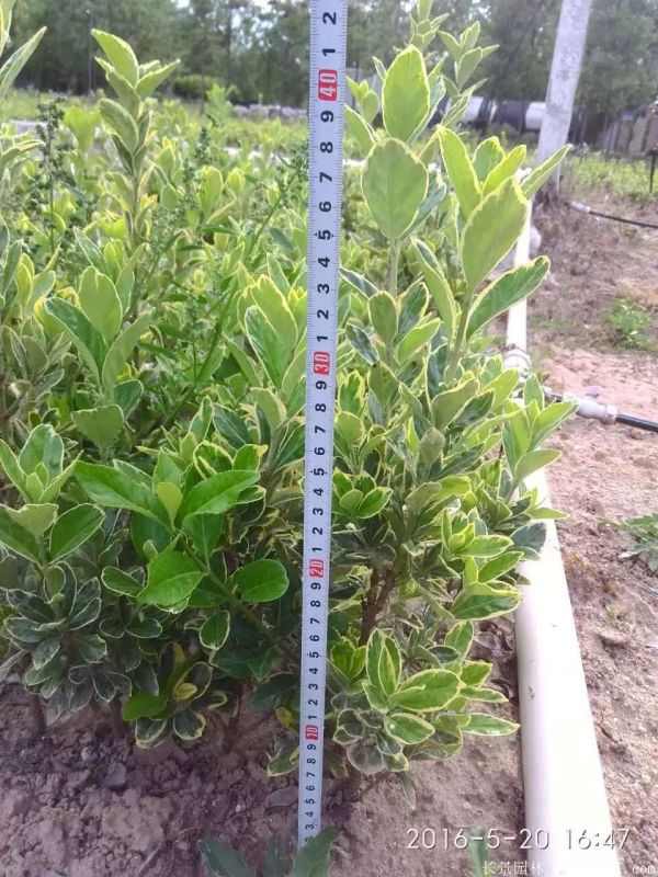 金边黄杨图片基地实拍 金边黄杨图片基地实拍