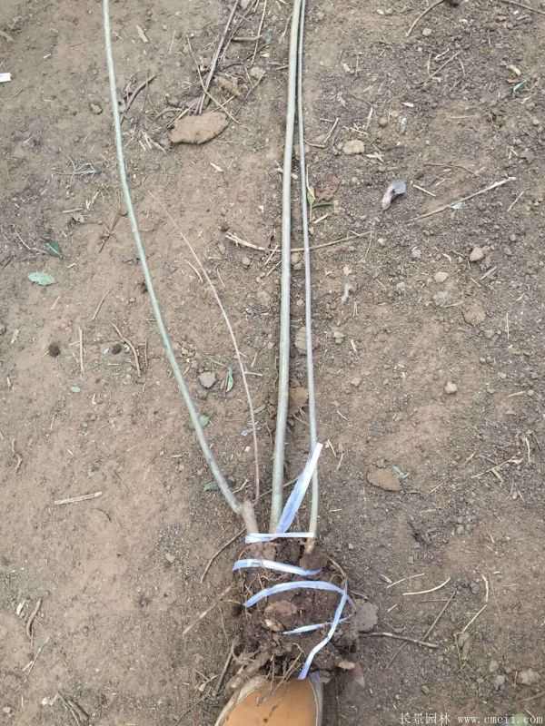 连翘图片基地实拍 连翘图片基地实拍
