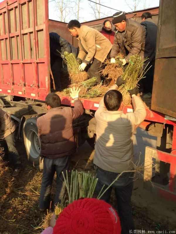 连翘图片基地实拍 连翘图片基地实拍