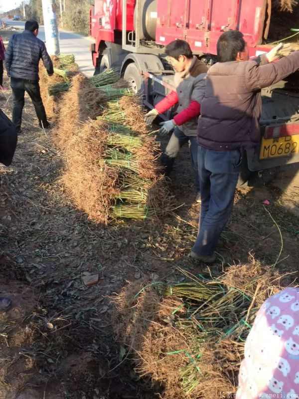 连翘图片基地实拍 连翘图片基地实拍