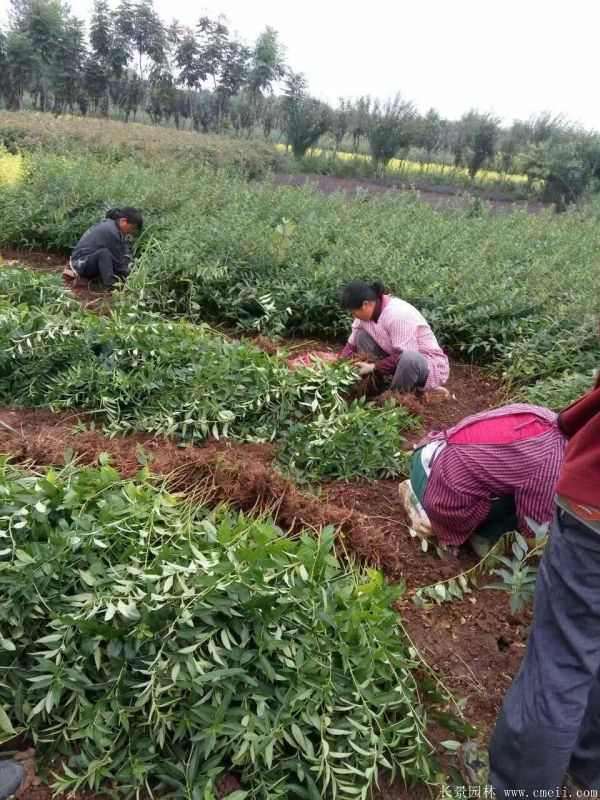 连翘图片基地实拍 连翘图片基地实拍