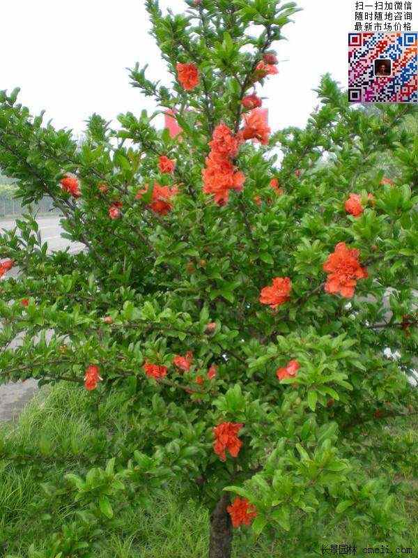 花石榴树