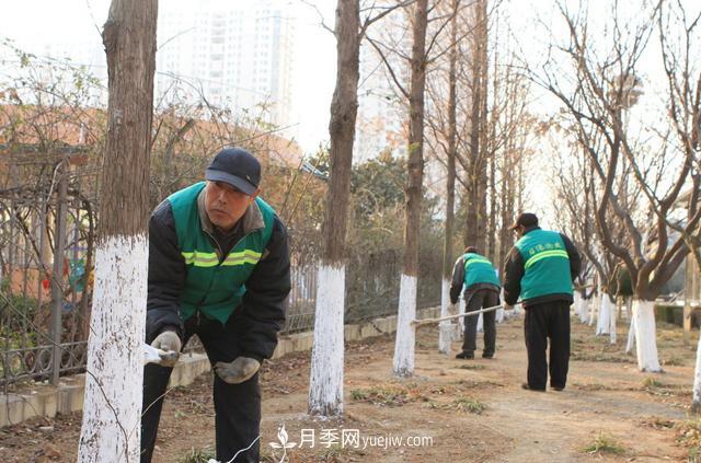 为什么说秋季移栽树木成活率更高?苗木要提高成活率,还需要注意什么(图3) 为什么说秋季移栽树木成活率更高?苗木要提高成活率,还需要注意什么(图3)