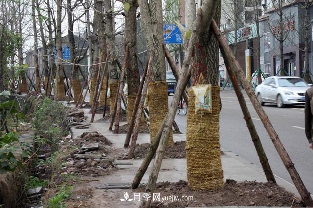 为什么说秋季移栽树木成活率更高?苗木要提高成活率,还需要注意什么(图1) 为什么说秋季移栽树木成活率更高?苗木要提高成活率,还需要注意什么(图1)