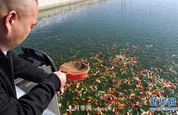 镇平县观赏鱼养殖 金鱼之乡小锦鲤游出大产业(图1) 镇平县观赏鱼养殖 金鱼之乡小锦鲤游出大产业(图1)