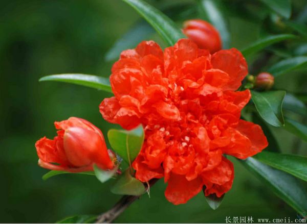 花石榴图片基地实拍 花石榴图片基地实拍