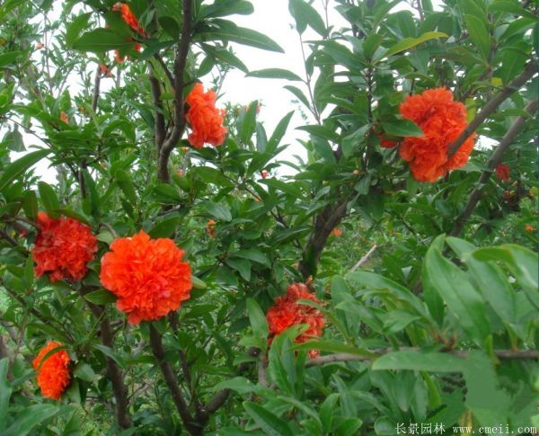 花石榴图片基地实拍 花石榴图片基地实拍