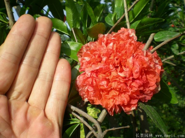 花石榴图片基地实拍 花石榴图片基地实拍
