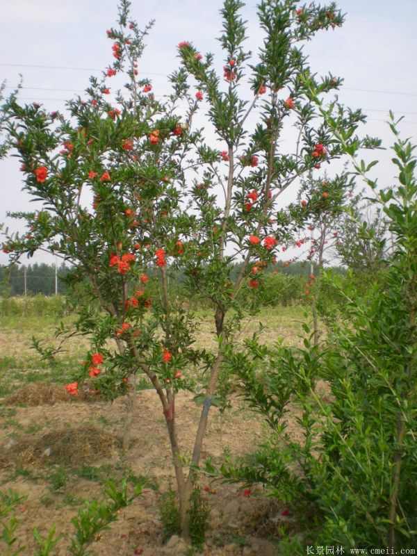 花石榴图片基地实拍 花石榴图片基地实拍