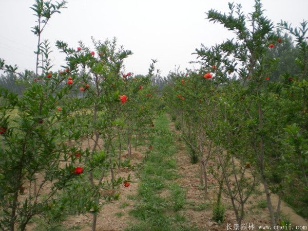 花石榴图片基地实拍 花石榴图片基地实拍