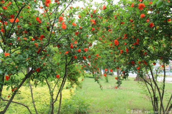 花石榴图片基地实拍 花石榴图片基地实拍