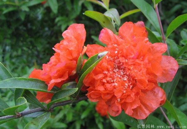 花石榴图片基地实拍 花石榴图片基地实拍