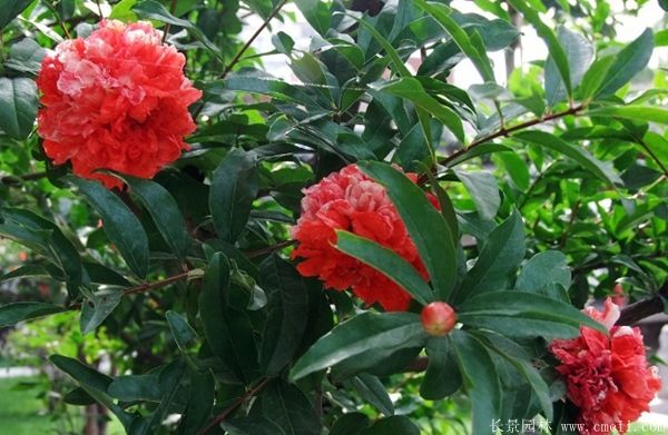 花石榴图片基地实拍 花石榴图片基地实拍