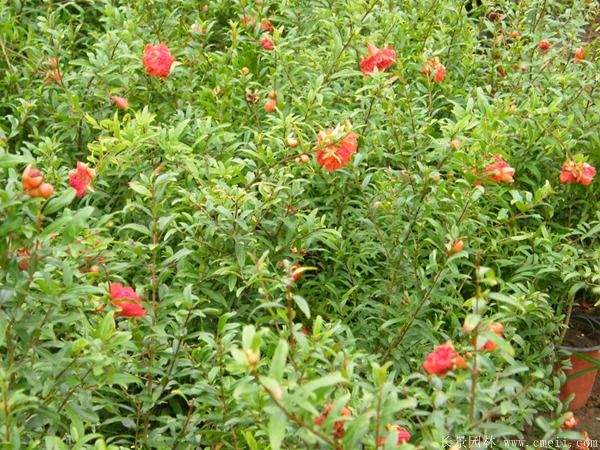 花石榴图片基地实拍 花石榴图片基地实拍