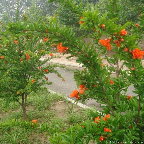 花石榴图片基地实拍 花石榴图片基地实拍