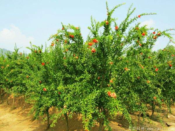 花石榴图片基地实拍 花石榴图片基地实拍