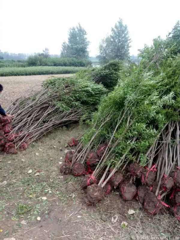 花石榴图片基地实拍 花石榴图片基地实拍